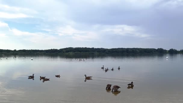 Lots Beautiful European Goose Birds Lake Sunny Day — Stock Video