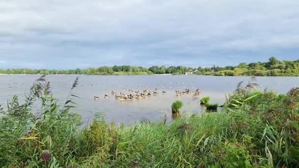 Spousta Krásných Evropských Husích Ptáků Jezera Slunečného Dne — Stock video