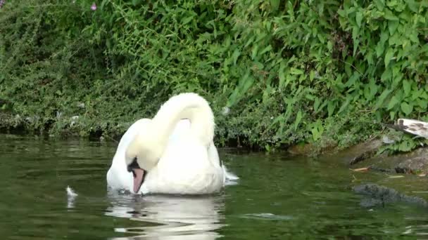 Hamburg Alster Güneşli Bir Günde Iki Kuğu Beyaz Tüylerini Temizliyor — Stok video