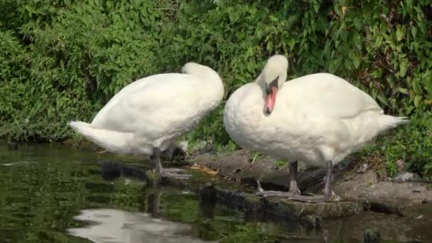Dos Cisnes Limpiando Sus Plumas Blancas Día Soleado Alster Hamburgo — Vídeos de Stock