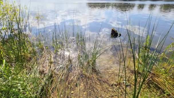 Piękny Krajobraz Nad Jeziorem Refleksyjną Powierzchnią Wody — Wideo stockowe