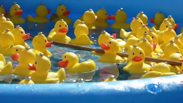 Muchos Patos Goma Amarilla Nadando Círculos Una Piscina Primer Plano — Vídeos de Stock
