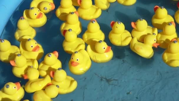Sok Sárga Gumikacsa Úszik Körbe Körbe Egy Medencében Közelkép Ban — Stock videók