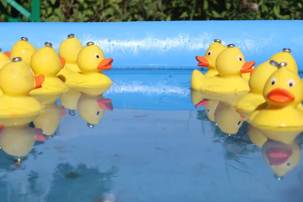 Selective Focus Many Yellow Rubber Ducks Swimming Circles Pool — Stock Photo, Image