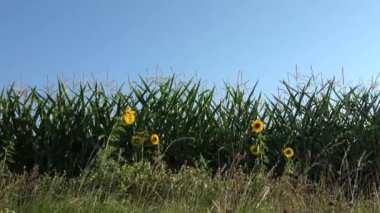 Ekin tarlasının önünde rüzgarda hareket eden güzel ayçiçekleri.