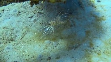 Renkli bir resifte dalış yapan bir aslan balığının sualtı çekimi.