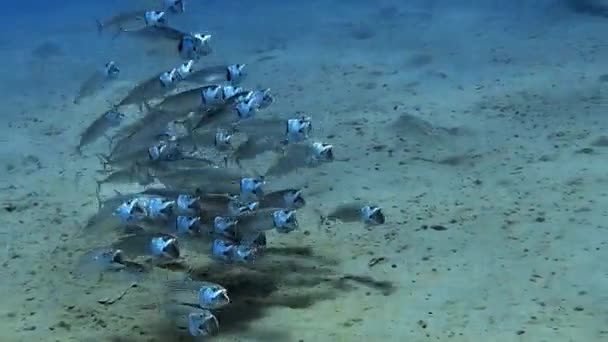 在海底拍摄的一群鱼的水下照片 — 图库视频影像