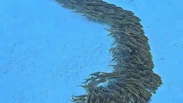 Υποβρύχια Λήψη Από Ένα Κοπάδι Ψαριών Στο Βυθό Της Θάλασσας — Αρχείο Βίντεο
