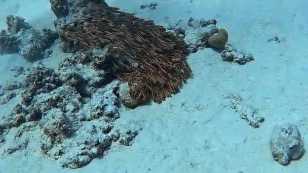 Tiro Subaquático Uma Escola Peixes Fundo Mar — Vídeo de Stock