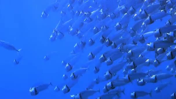 Υποβρύχια Λήψη Από Ένα Κοπάδι Ψαριών Στο Βυθό Της Θάλασσας — Αρχείο Βίντεο
