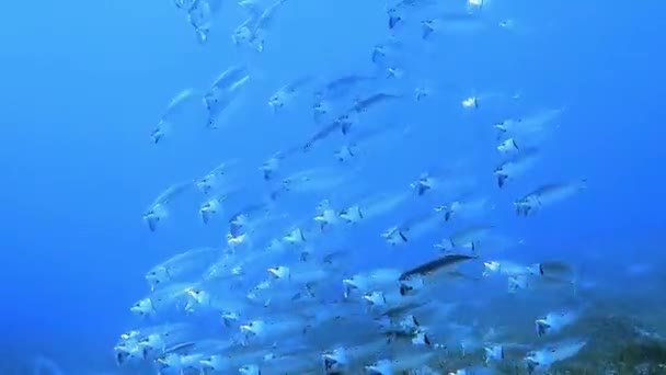 Podvodní Záběr Hejna Ryb Mořském Dně — Stock video