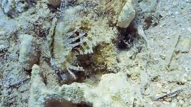 Captura Submarina Pez León Buceando Colorido Arrecife — Vídeos de Stock