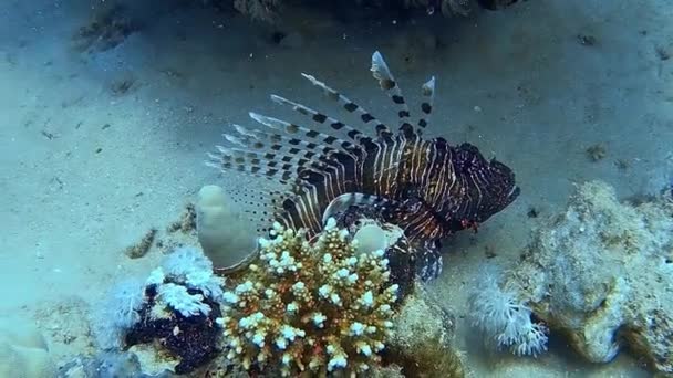 Underwater Shot Lionfish Diving Colourful Reef — Stock Video