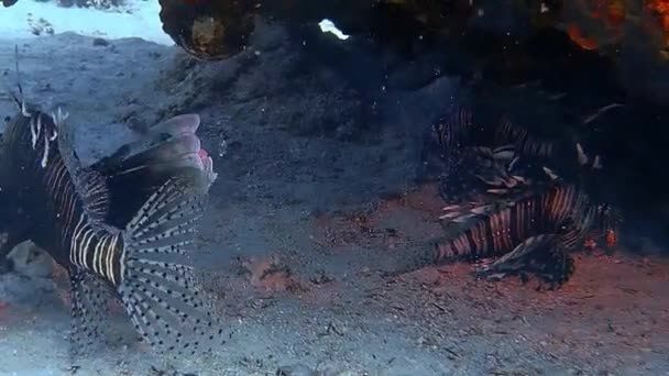 Underwater Shot Lionfish Diving Colourful Reef — Stock Video