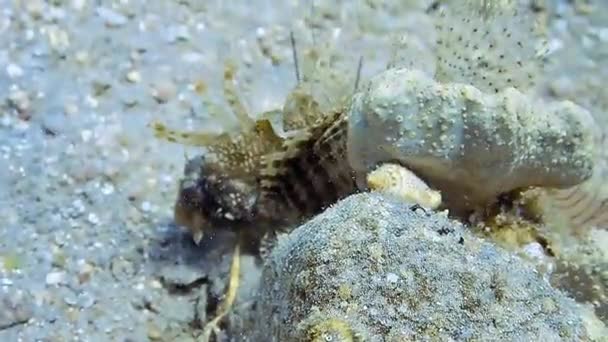 Underwater Shot Lionfish Diving Colourful Reef — Stock Video