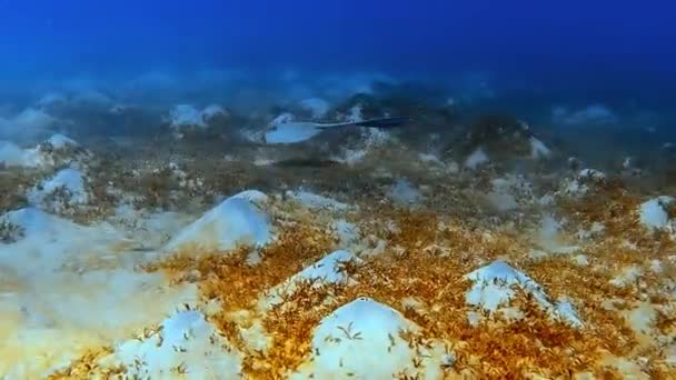 Rayo Flecha Lecho Marino Desliza Lentamente Través Del Agua — Vídeos de Stock