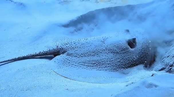 Een Pijlstaartrog Zeebodem Glijdt Langzaam Door Het Water — Stockvideo