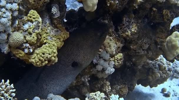 Onderwaterfoto Van Een Murene Paling Die Uit Een Koraalrif Gluurt — Stockvideo