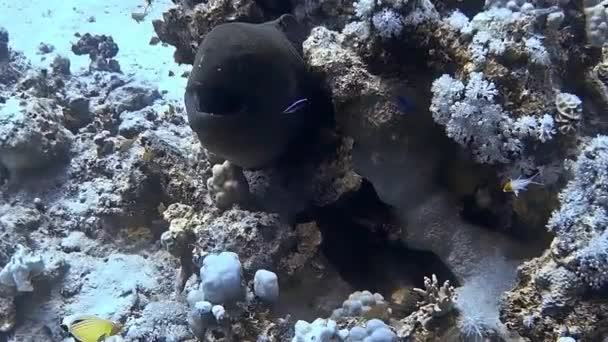 Onderwaterfoto Van Een Murene Paling Die Uit Een Koraalrif Gluurt — Stockvideo