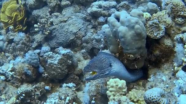 Inyección Submarina Una Morena Asomándose Desde Arrecife Coral — Vídeo de stock