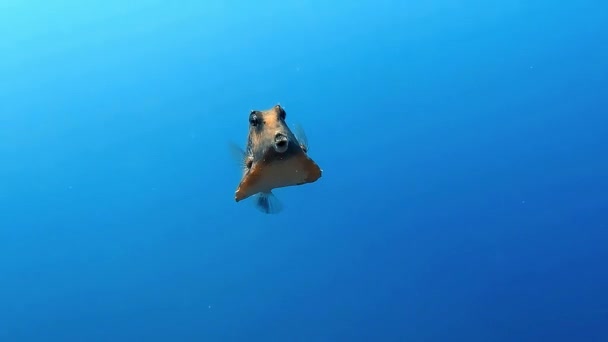 Een Boxfish Gefilmd Tijdens Het Duiken Tropische Wateren — Stockvideo