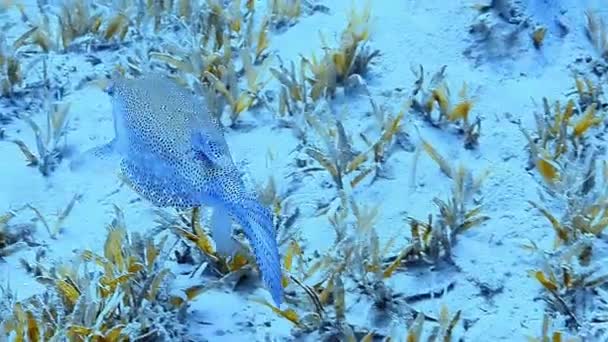 Tropikal Sularda Dalarken Çekilen Bir Boxfish — Stok video