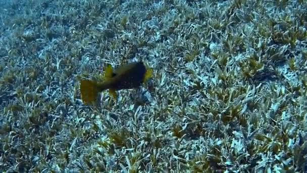 大きな魚のカモフラージュ自体はほぼ完全に熱帯の海底に — ストック動画