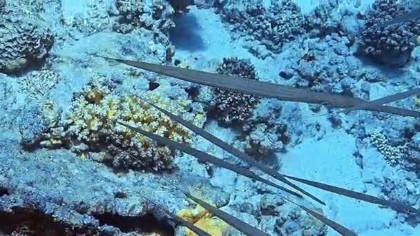一群长笛鱼在海洋深处的珊瑚礁前的特写中 — 图库视频影像