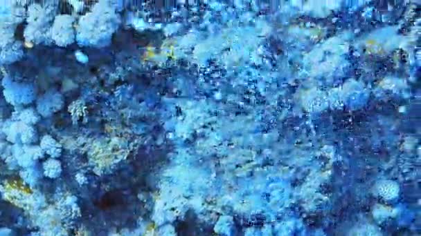 Muchas Burbujas Surgiendo Los Buceadores Océano Frente Arrecife Tropical — Vídeos de Stock