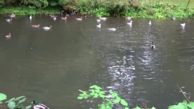 Bir sürü ördek gölette yüzüyor..