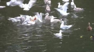 Bir parça ekmek için gölde savaşan bir sürü martı..