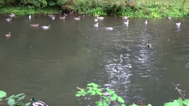 Muchos Patos Nadando Estanque — Vídeos de Stock