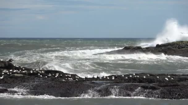 Intense Surf Basalt Rock Coast Iceland — Stock Video