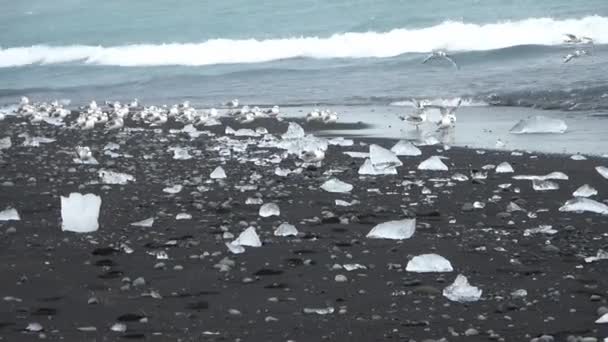 Алмазный Пляж Исландии Голубыми Айсбергами Тающими Черном Песке Льду Сверкающем — стоковое видео