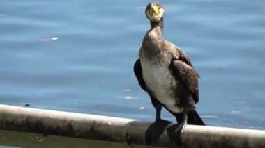 Sarı gagalı karabatak gölde bir borunun üzerinde dururken kanatlarını temizliyor.
