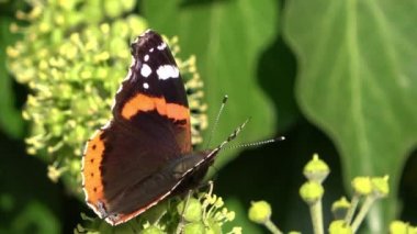 Renkli çiçeklerde nektar arayan güzel kırmızı gözlü kelebek (Nymphalidae).