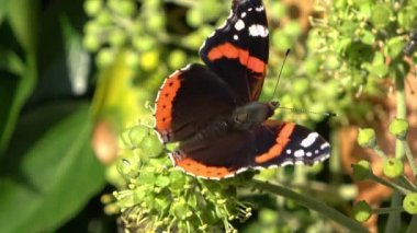 Renkli çiçeklerde nektar arayan güzel kırmızı gözlü kelebek (Nymphalidae).