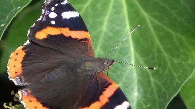 Renkli çiçeklerde nektar arayan güzel kırmızı gözlü kelebek (Nymphalidae).