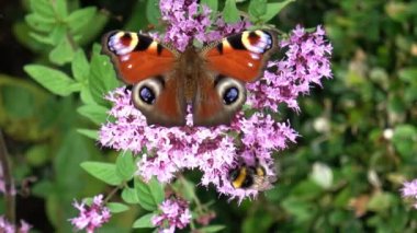 Renkli çiçeklerde nektar arayan güzel kırmızı gözlü kelebek (Nymphalidae).