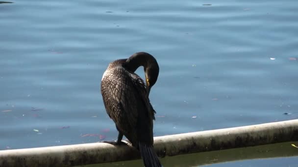 Becco Giallo Cormorano Pulizia Ali Mentre Piedi Tubo Lago — Video Stock