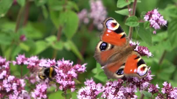 Renkli Çiçeklerde Nektar Arayan Güzel Kırmızı Gözlü Kelebek Nymphalidae — Stok video