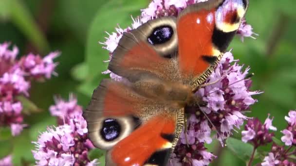 Hermosa Mariposa Color Rojo Ojo Nymphalidae Busca Néctar Flores Colores — Vídeos de Stock