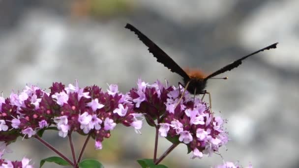 Vackra Röda Ögon Fjäril Nymphalidae Letar Efter Nektar Färgglada Blommor — Stockvideo