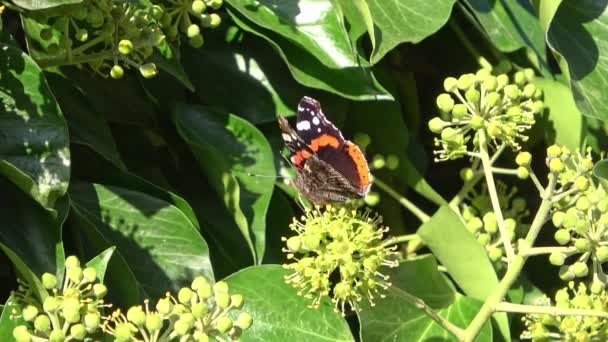 Όμορφη Κόκκινη Πεταλούδα Μάτι Nymphalidae Ψάχνει Για Νέκταρ Πολύχρωμα Λουλούδια — Αρχείο Βίντεο