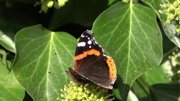 Гарний Червоний Метелик Nymphalidae Шукає Нектар Барвистих Квітках — стокове відео