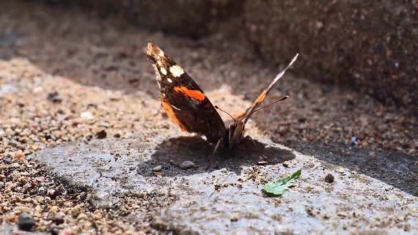 Όμορφη Κόκκινη Πεταλούδα Μάτι Nymphalidae Ψάχνει Για Νέκταρ Πολύχρωμα Λουλούδια — Αρχείο Βίντεο