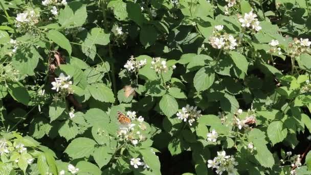 Όμορφη Κόκκινη Πεταλούδα Μάτι Nymphalidae Ψάχνει Για Νέκταρ Πολύχρωμα Λουλούδια — Αρχείο Βίντεο