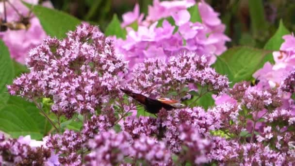 Borboleta Olhos Cor Vermelha Bonita Nymphalidae Procura Néctar Flores Coloridas — Vídeo de Stock