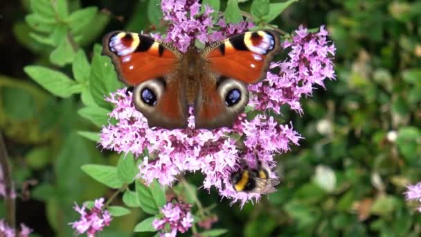 Vackra Röda Ögon Fjäril Nymphalidae Letar Efter Nektar Färgglada Blommor — Stockvideo