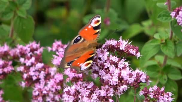 Vackra Röda Ögon Fjäril Nymphalidae Letar Efter Nektar Färgglada Blommor — Stockvideo